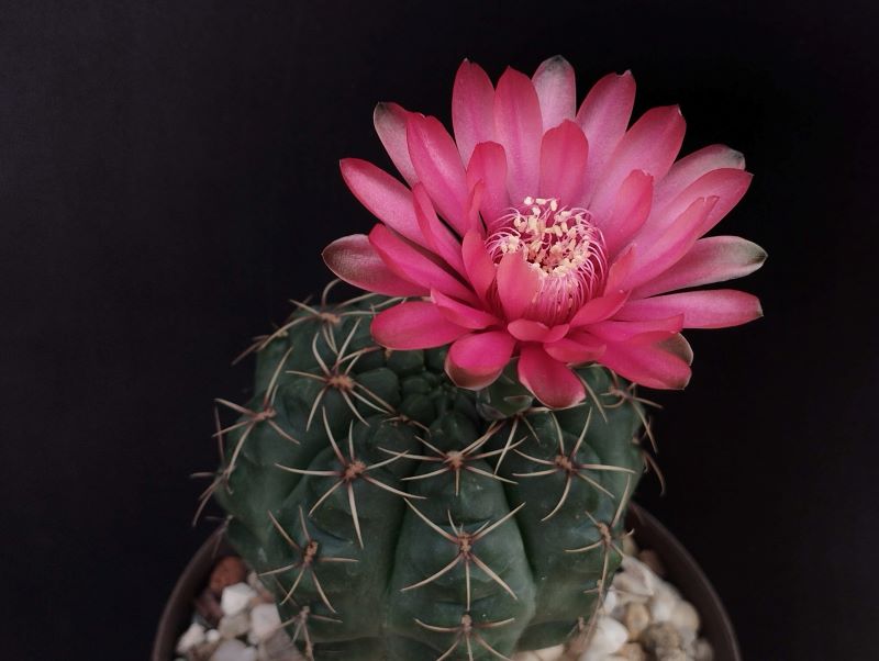 Gymnocalycium baldianum