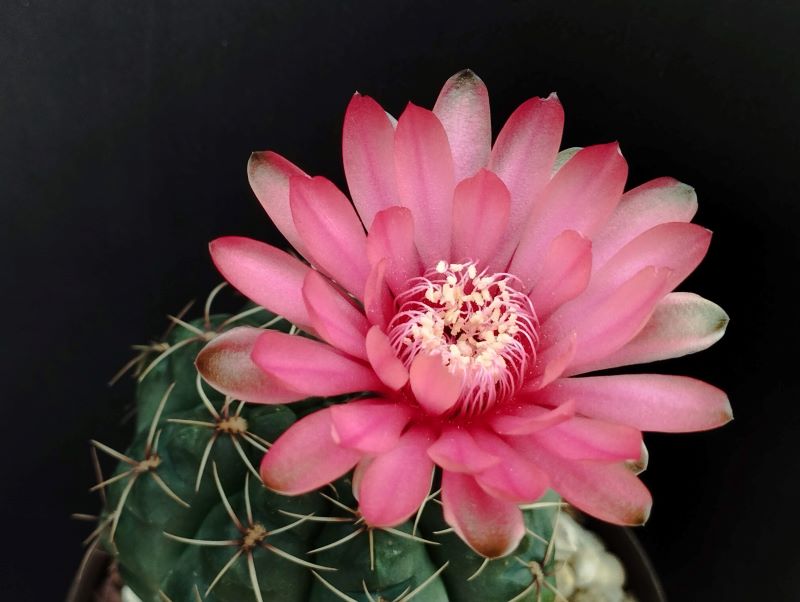 Gymnocalycium baldianum flor