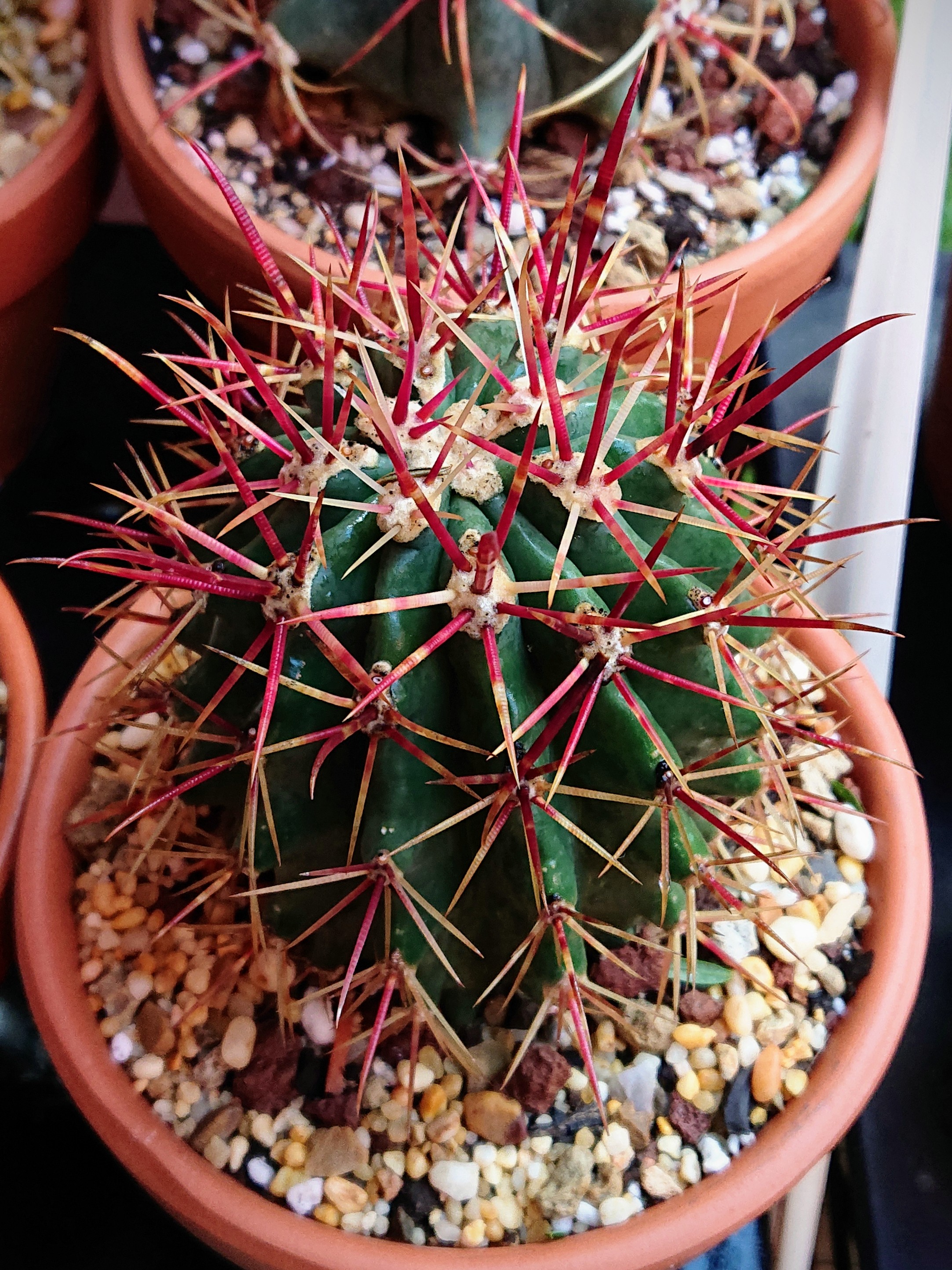 Ferocactus sp.