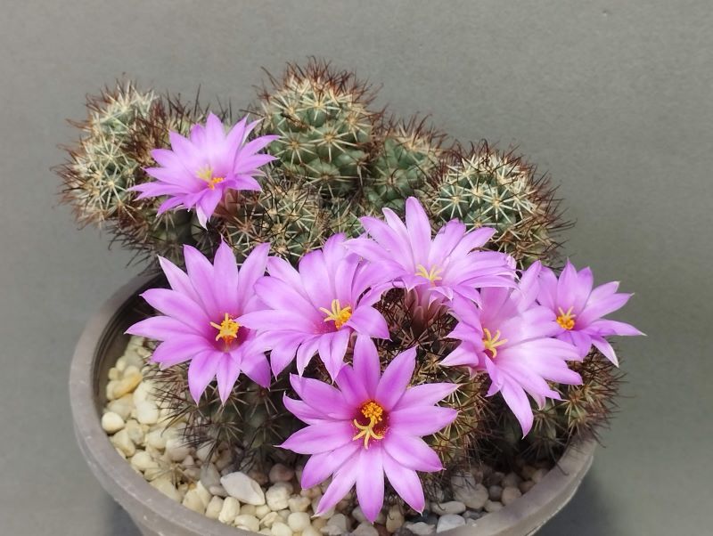 Mammillaria schumannii