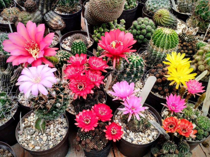 Echinopsis/Lobivia