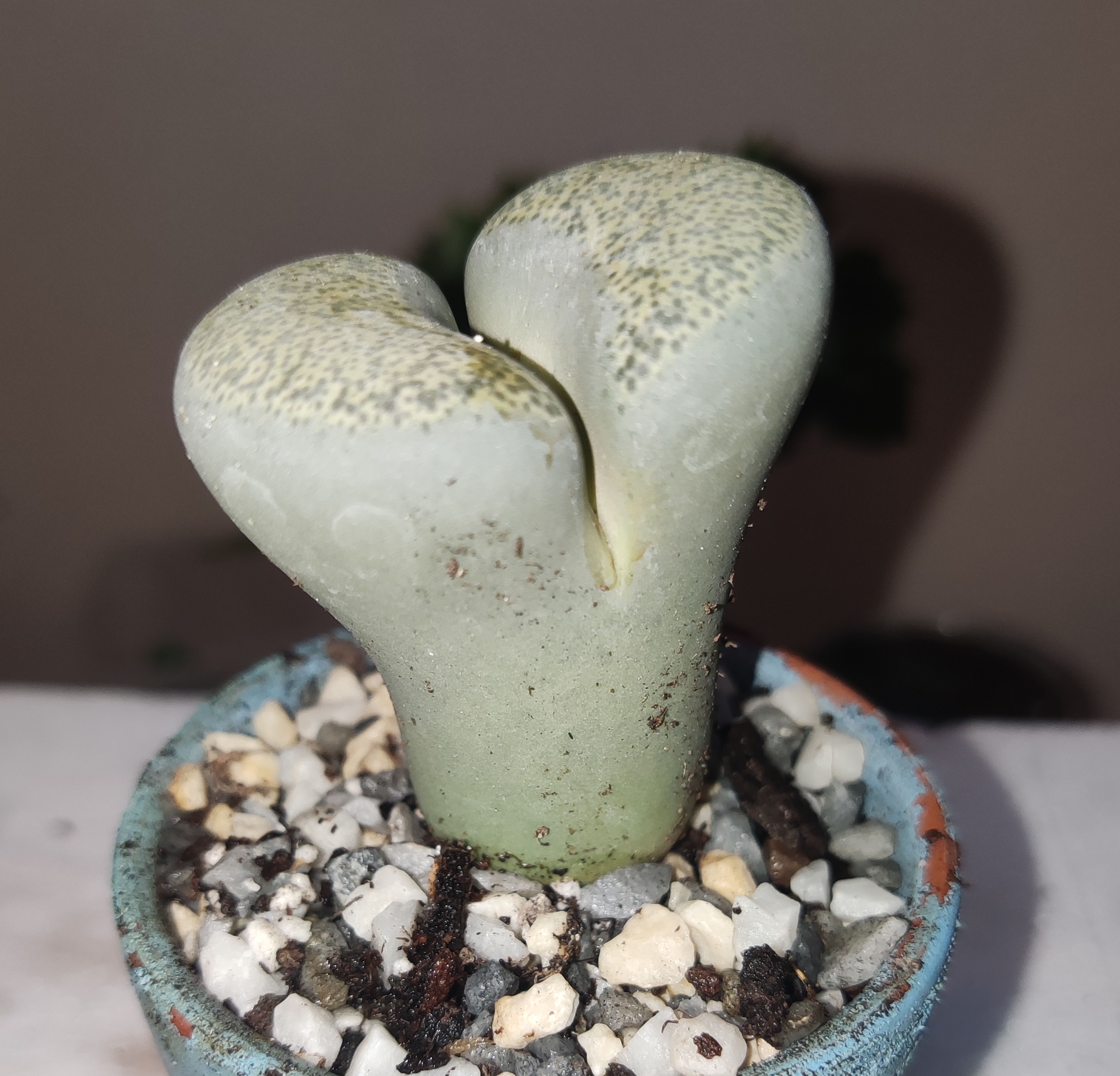 Lithops sin flor