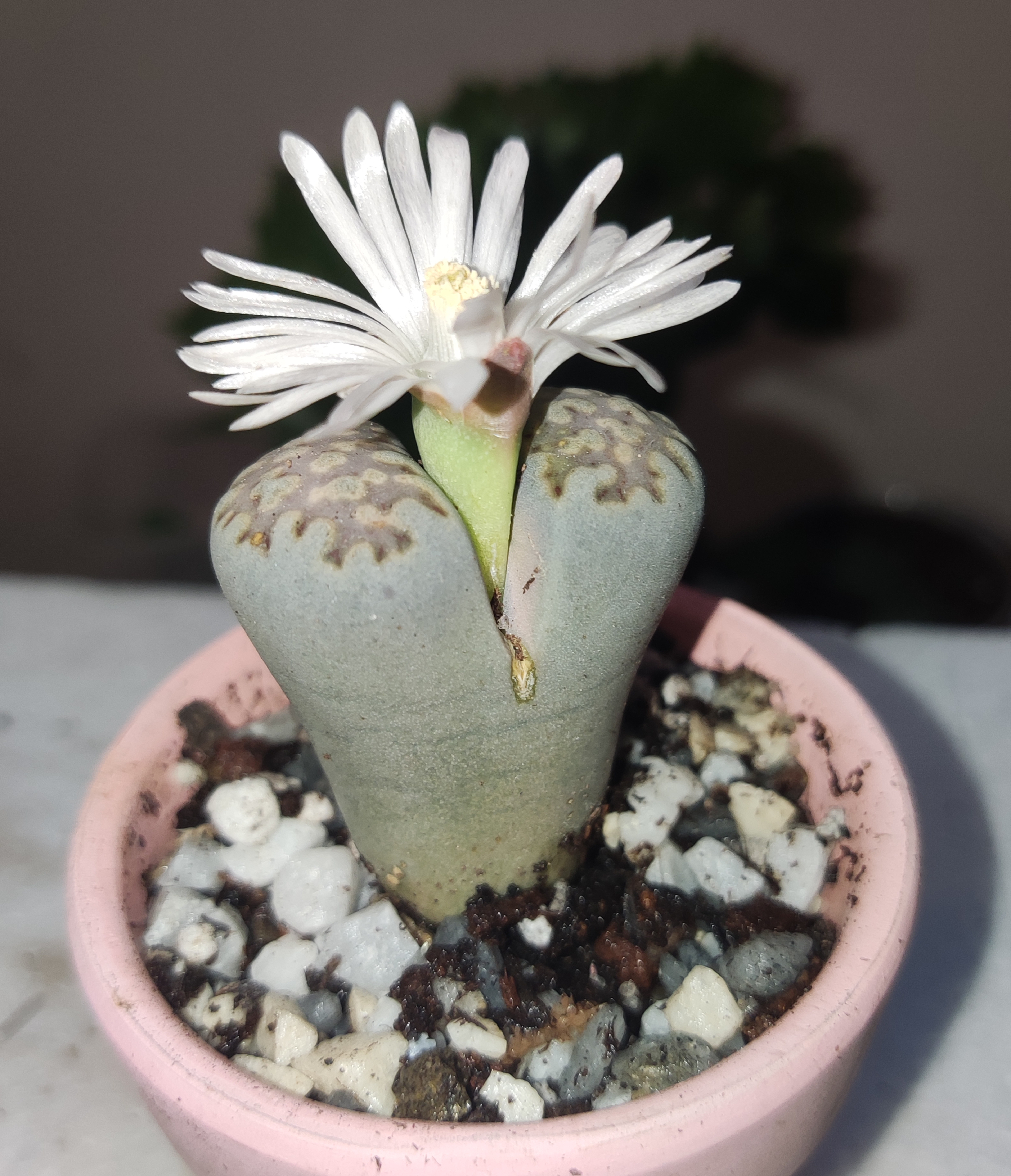 lithops flor.jpg