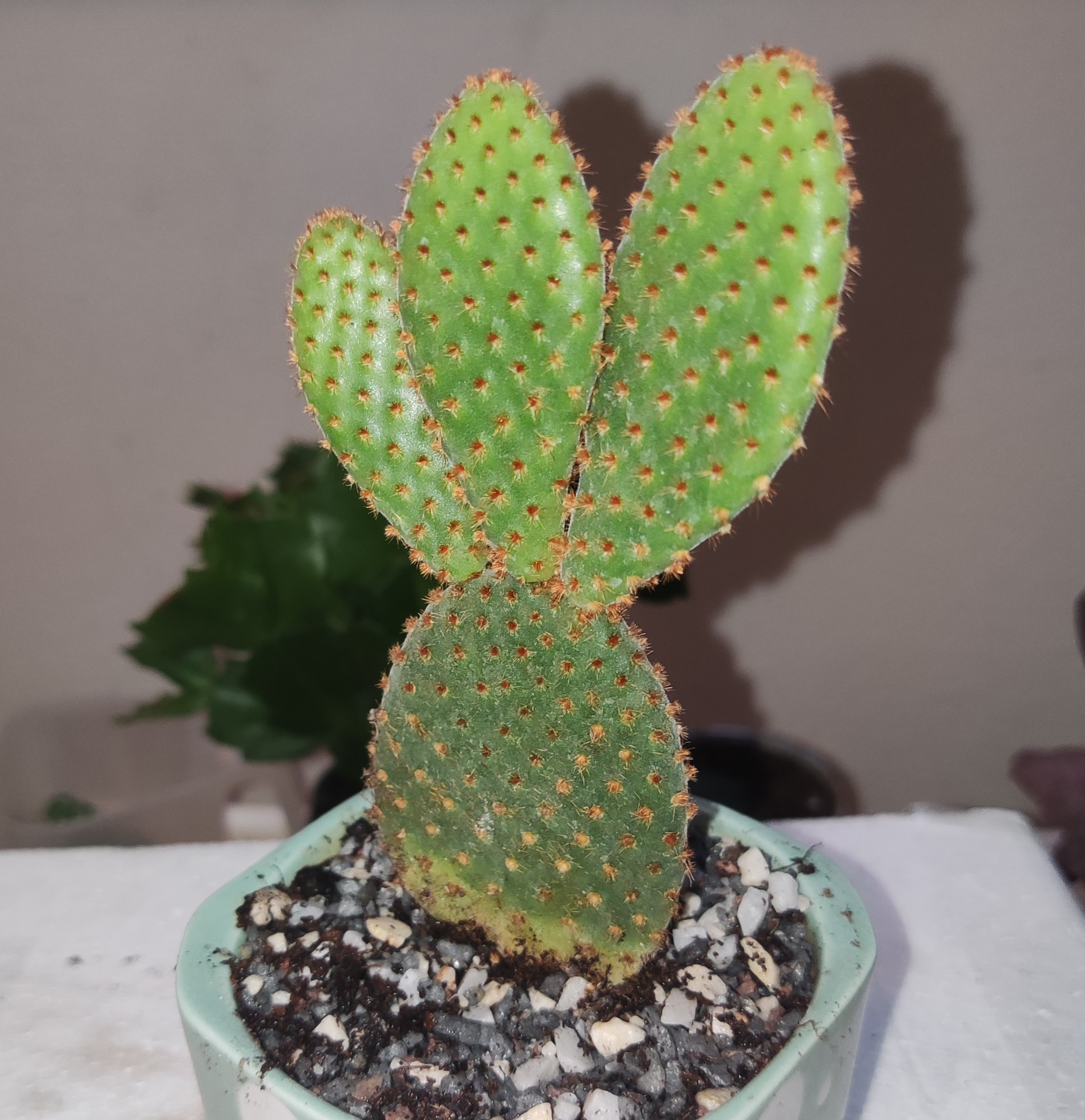 opuntia.jpg