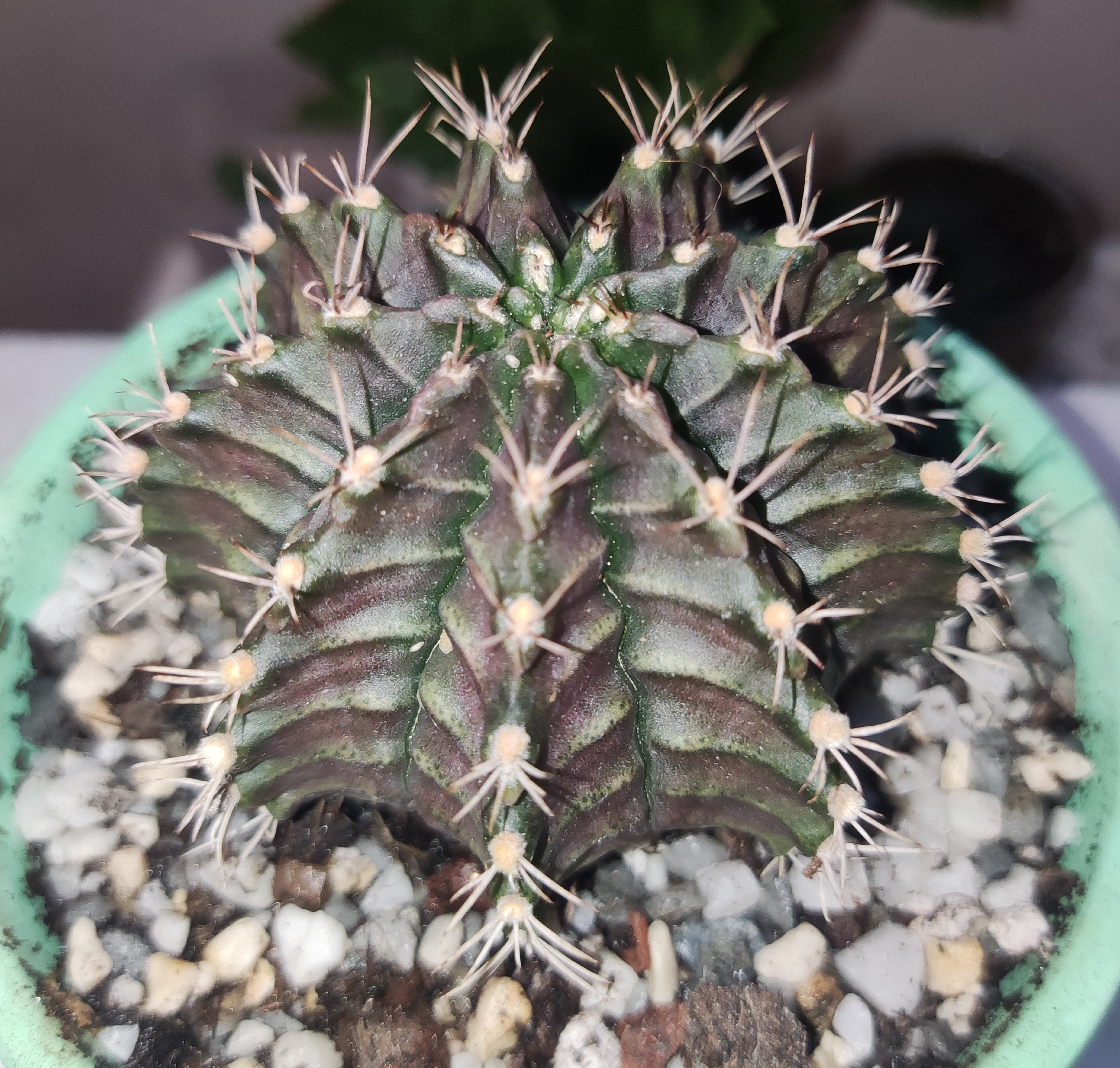 Gymnocalycium fiedrichii