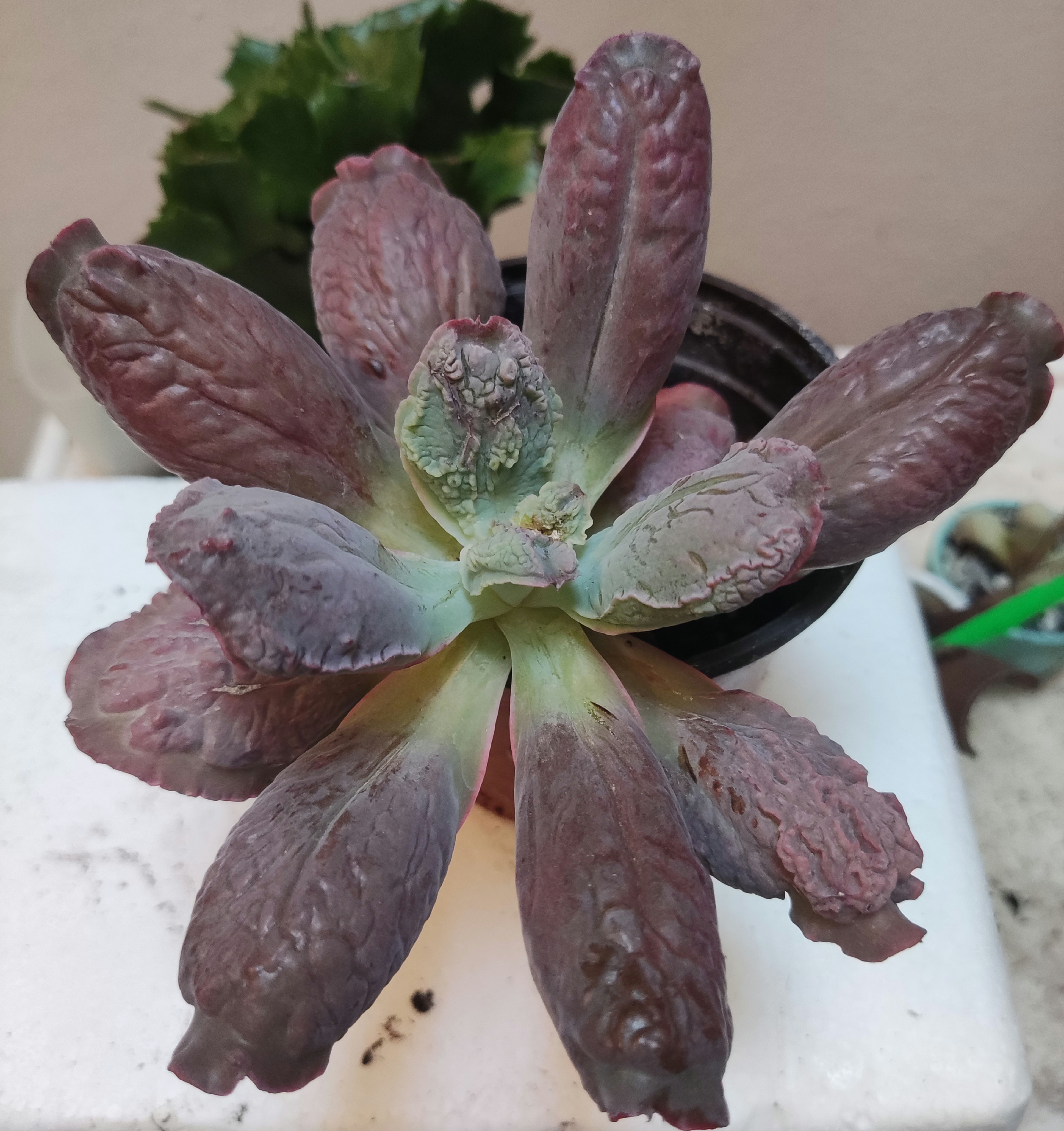 Echeveria Linguas?