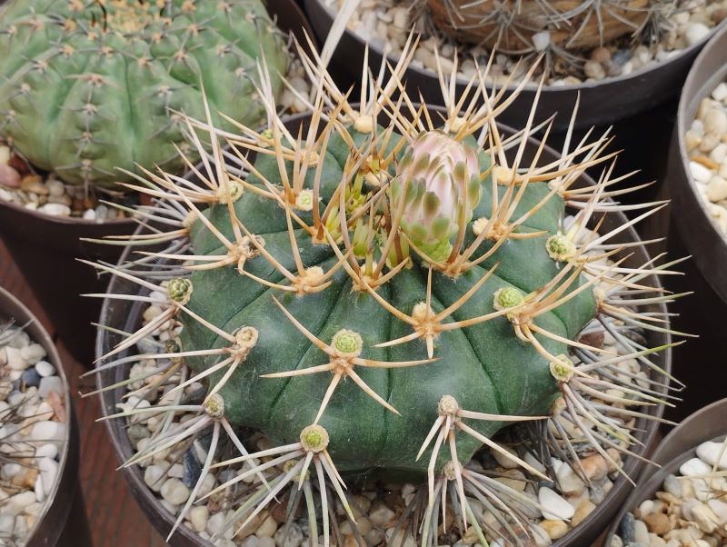 Gymnocalycium eurypleurum