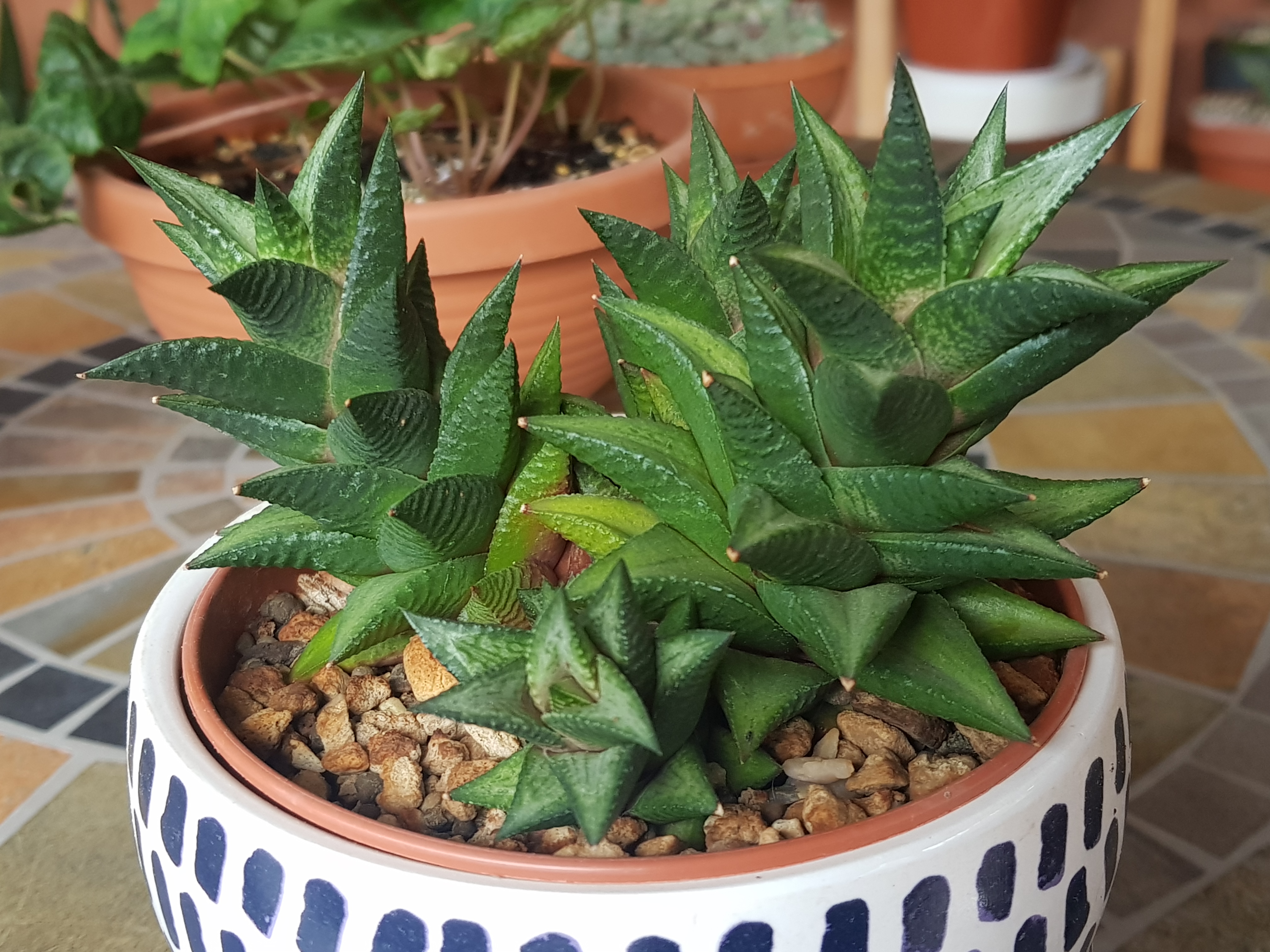 Haworthia revendetii