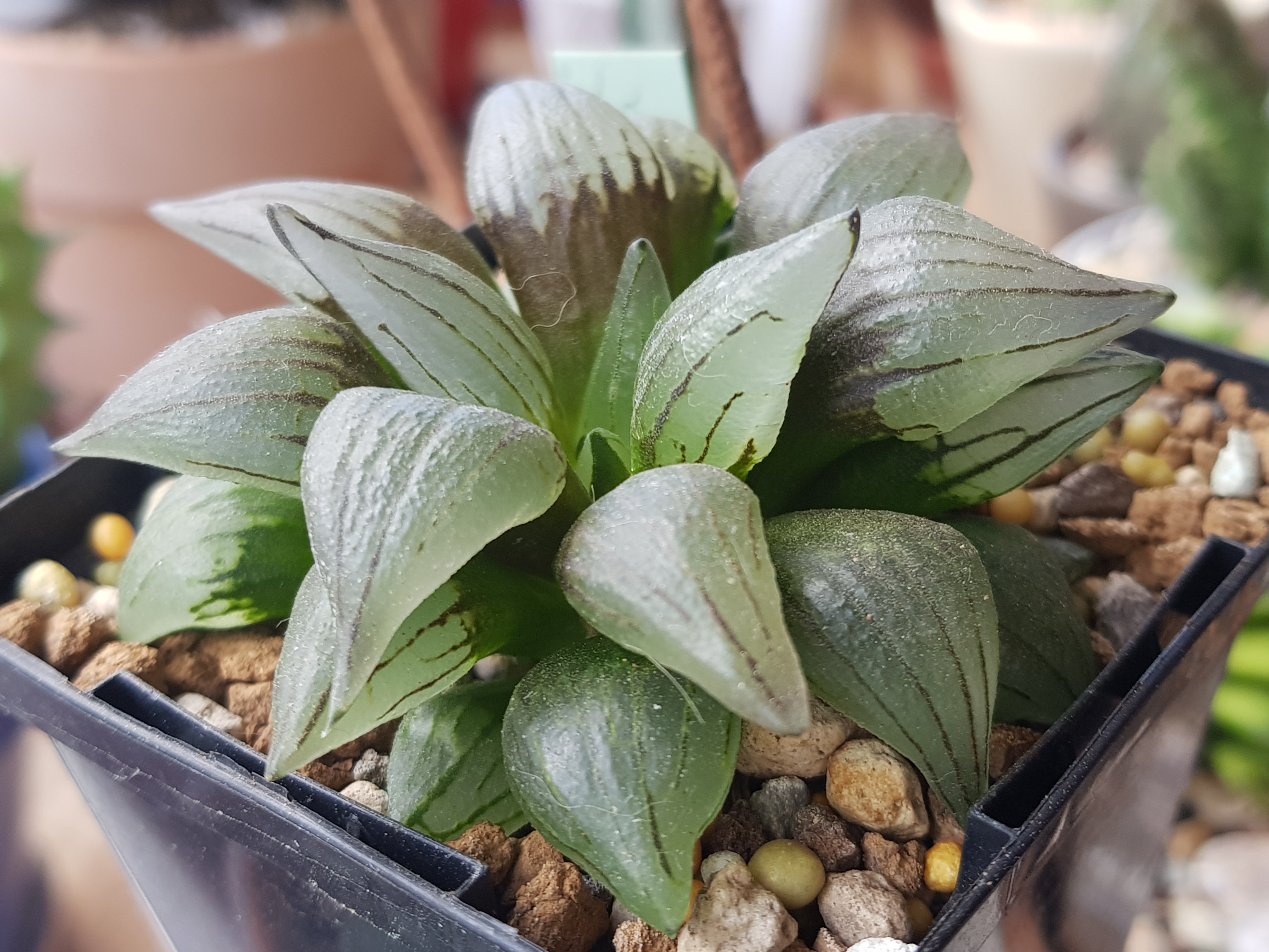 Haworthia atrofusca mutant