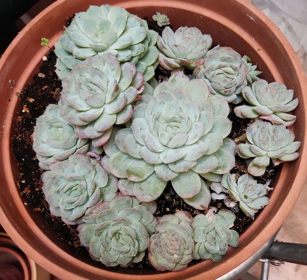 Echeveria.jpg