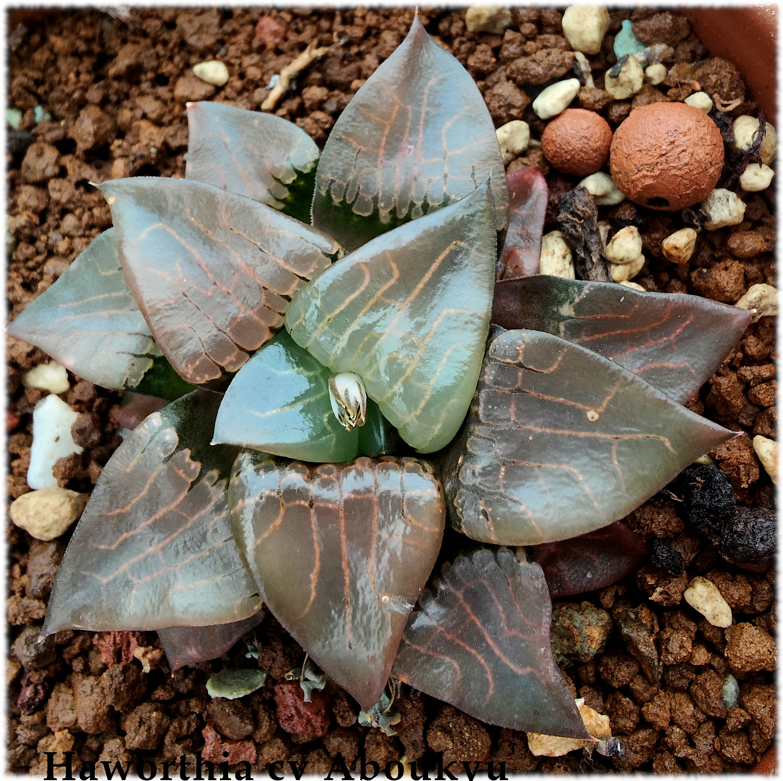 Haworthia cv. Aboukyu