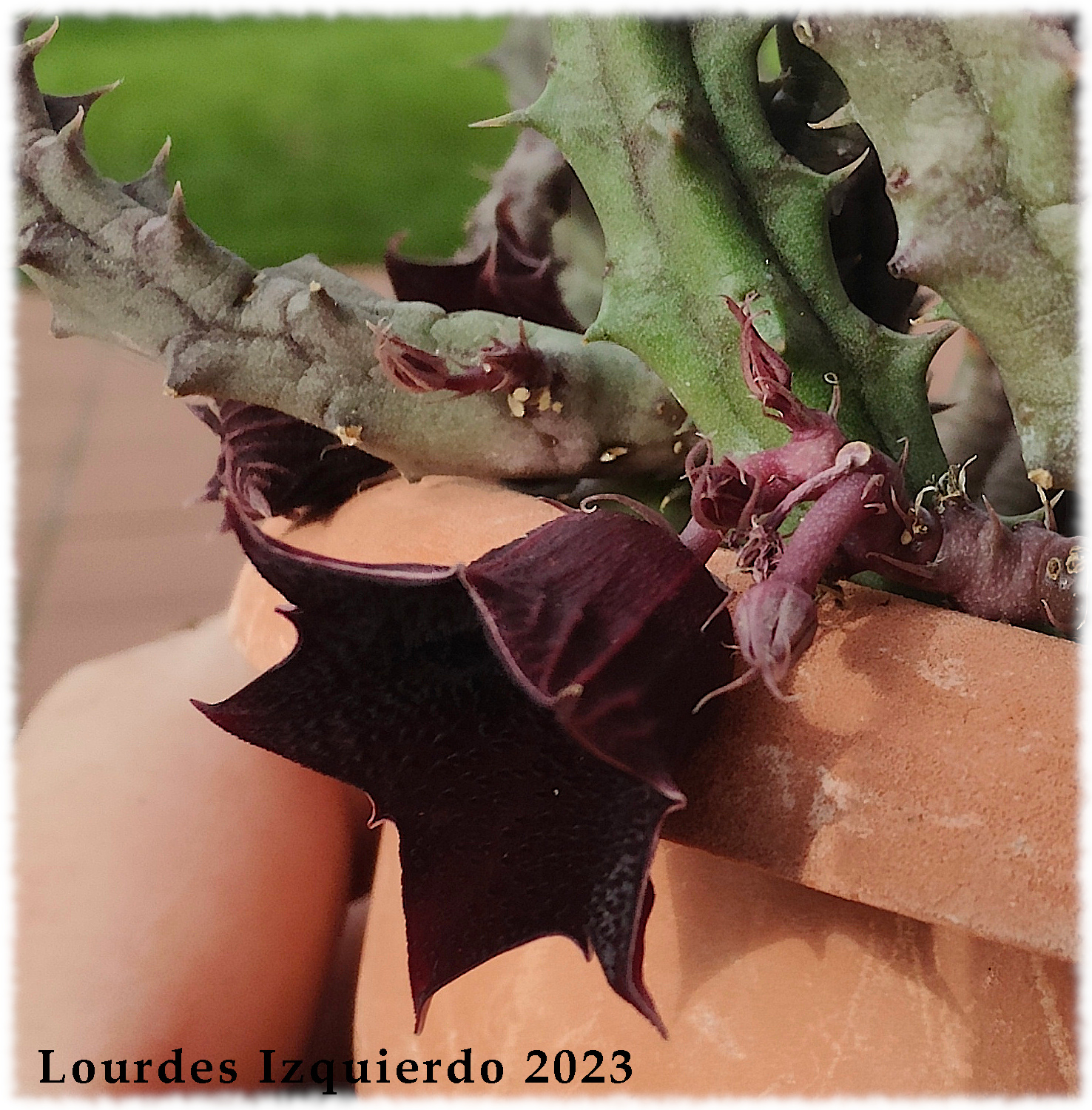 flores negras, acampanadas . Ha florecido mucho. Probablemente un híbrido de Huernia keniensis