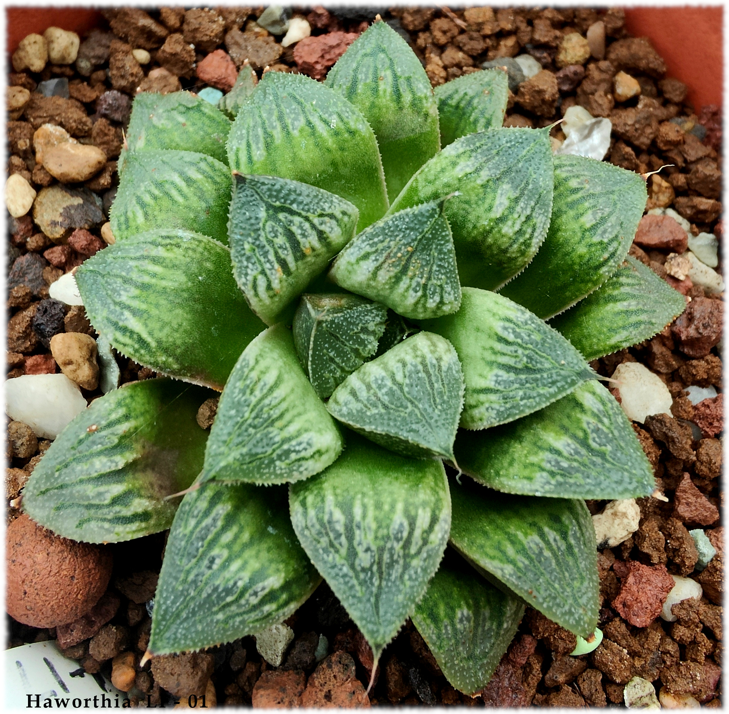 Haworthia LI - 01