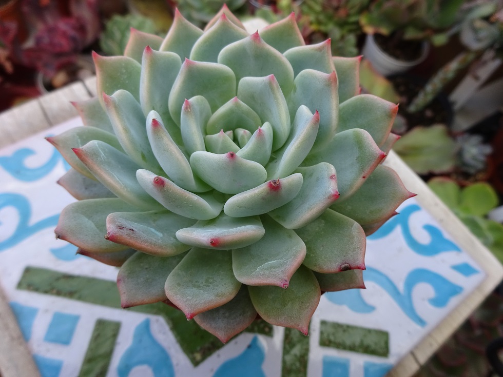 Echeveria elegans x derenbergii.JPG