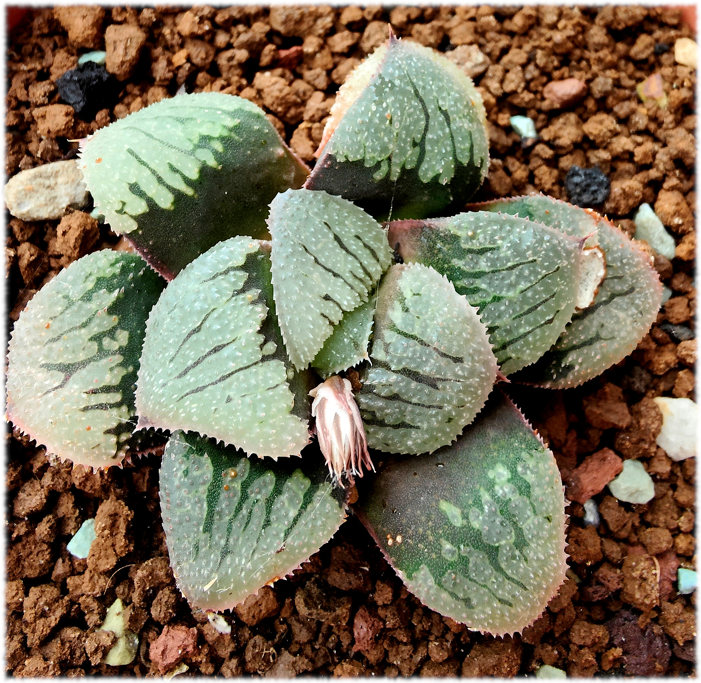 Hoy os dejo esta planta, es un cultivar de springbokvlakensis y no se parece nada a su parentela<br />Haworthia springbokvlakensis cv BUDDHA