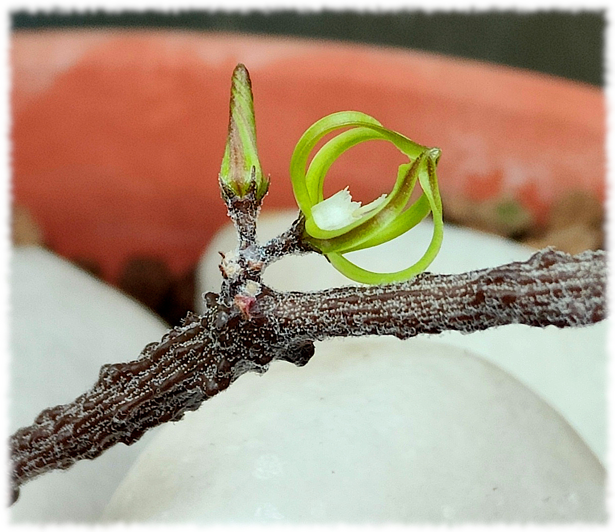 Cynanchum marnierianum una diminuta flor de medio cm. pero llama mucho la atención ver un aparente palo seco del que le salen pequeños farolillos