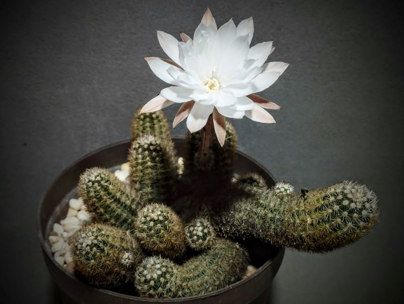 Pygmaeocereus bieblii ssp bieblii