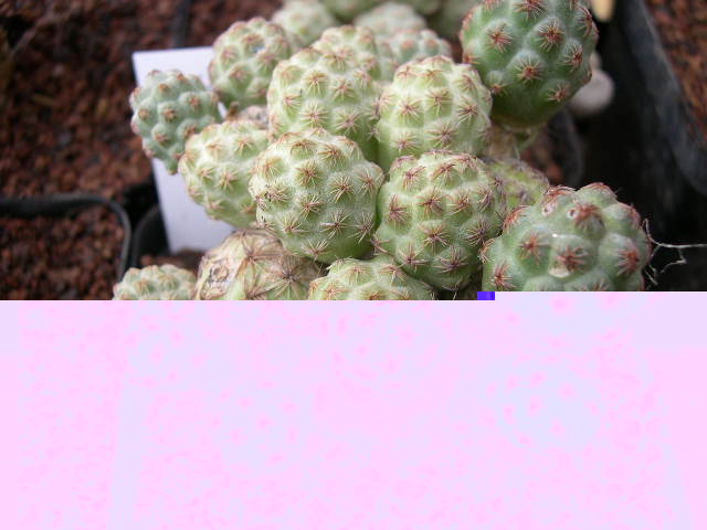 DSCN0004.JPG