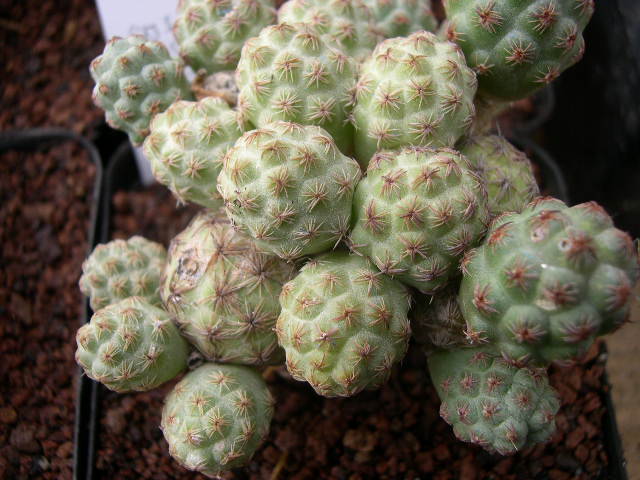 DSCN0006.JPG