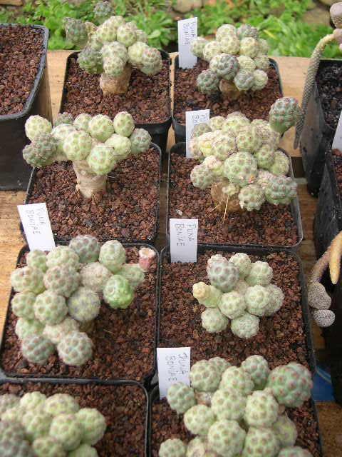 DSCN0008.JPG