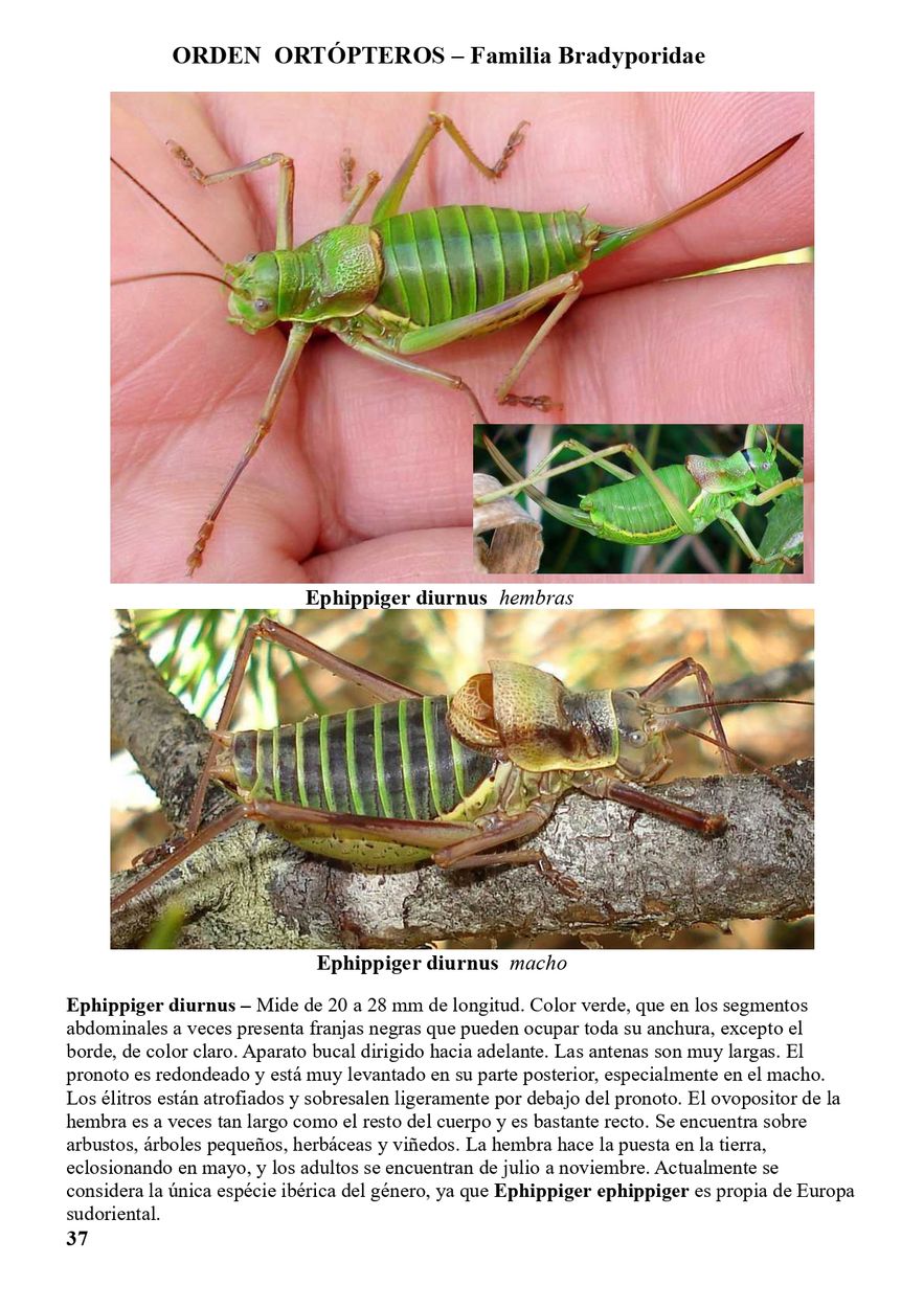 3-_Ortopteroides_52_page-0042.jpg