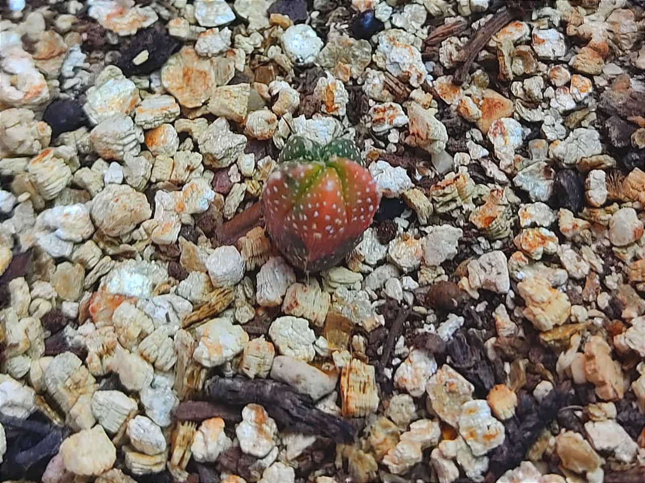 Astrophytum ornatum hybrid