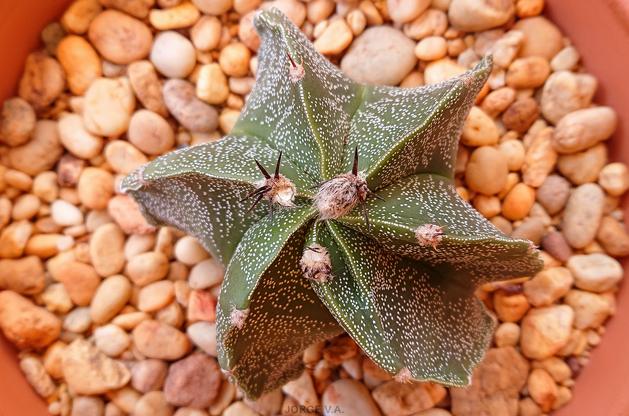 Astrophytum OR-MY 1 2021-05-26.JPG