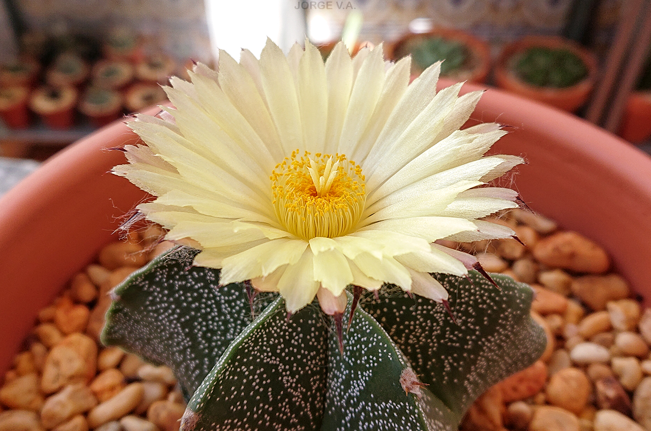 Astrophytum OR-MY 1 2021-06-25_4.JPG