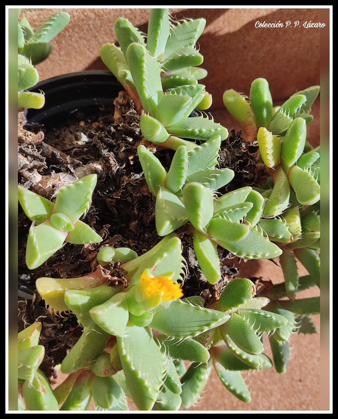 Faucaria 20231124 152525.jpg