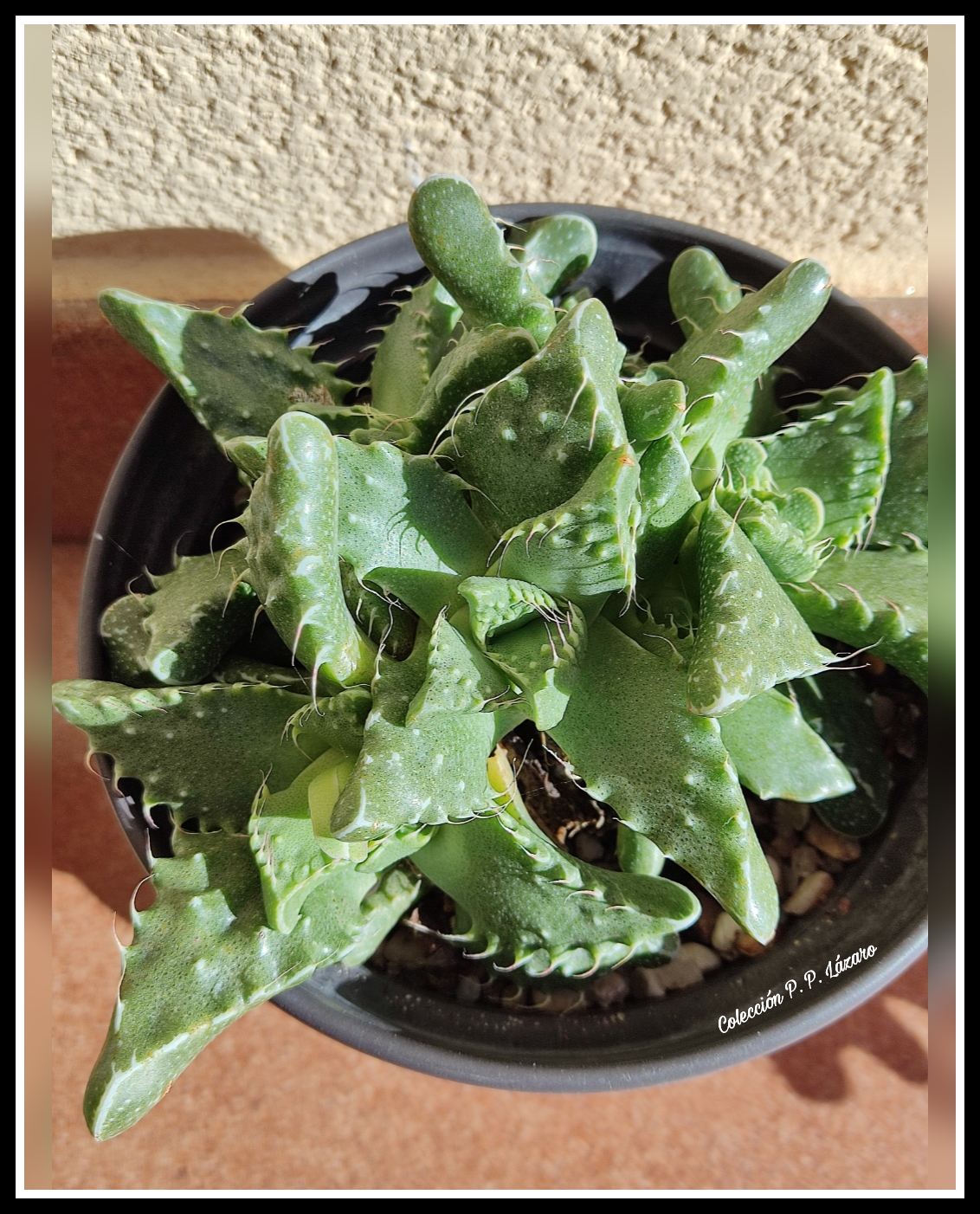 Faucaria 20231124 152516.jpg