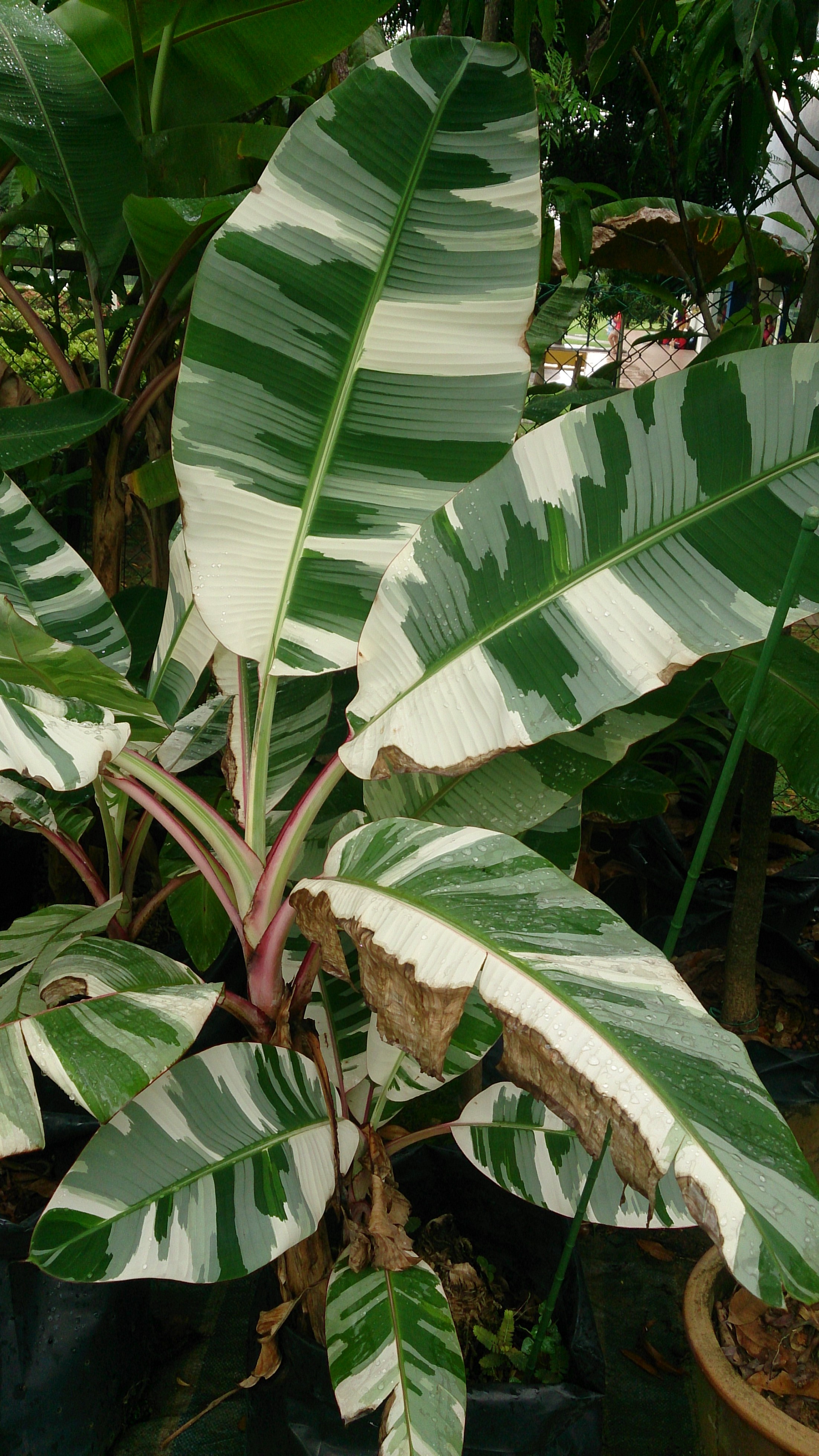 Royal_Variegated_Banana_(Musa_x_paradisiaca_'Ae_Ae').jpg