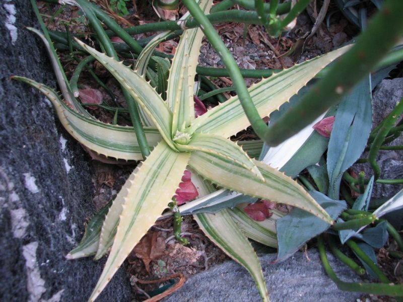 Aloe maculata varieg suckering 8-07.jpg