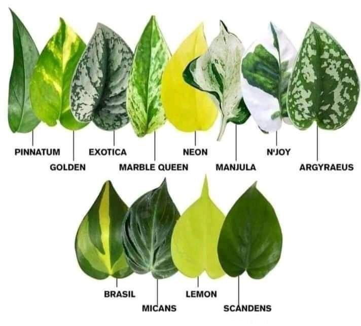 Pothos+varieties.jpeg