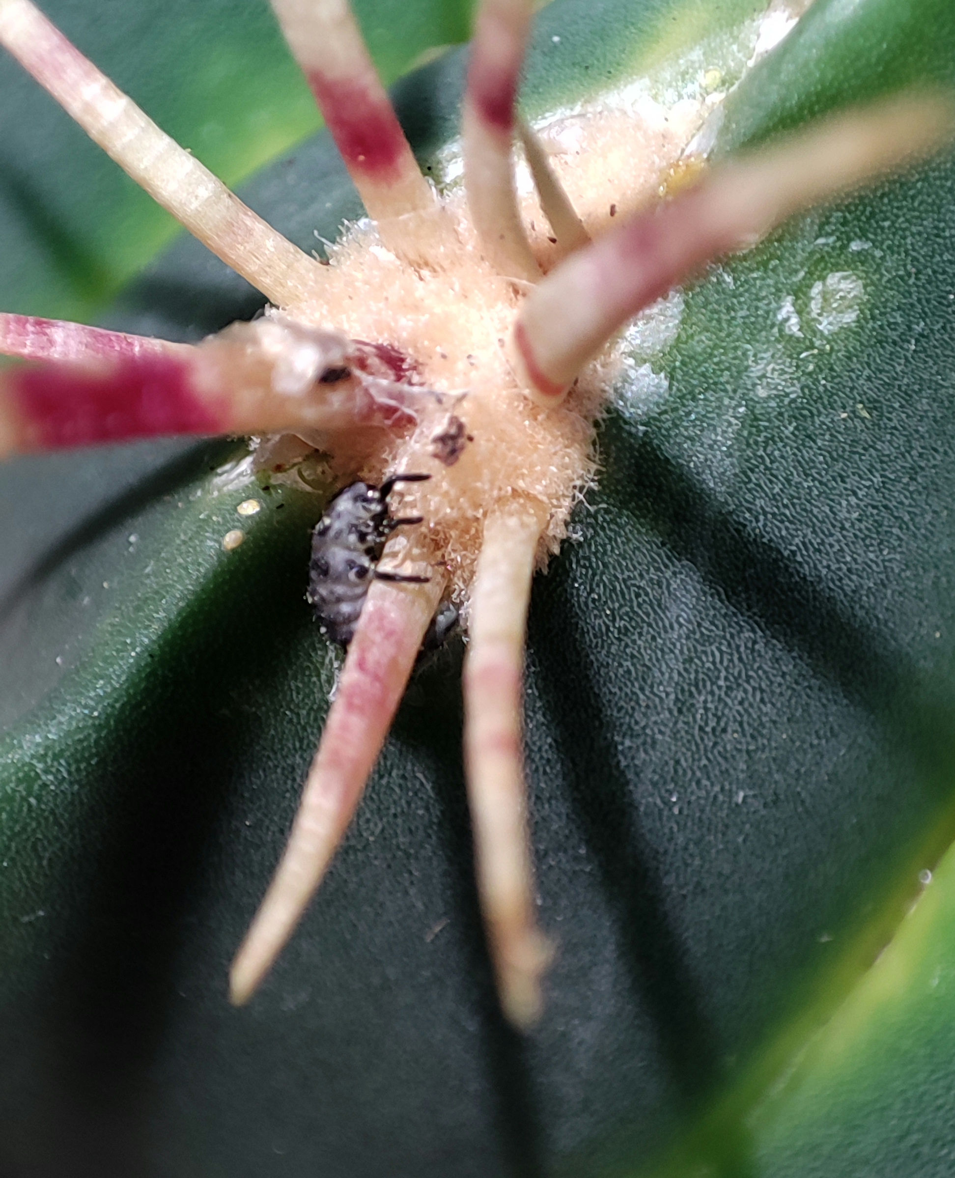 Aquí una larva de Mariquita haciendo de la suyas, habían unas cuantas compañeras más alrededor