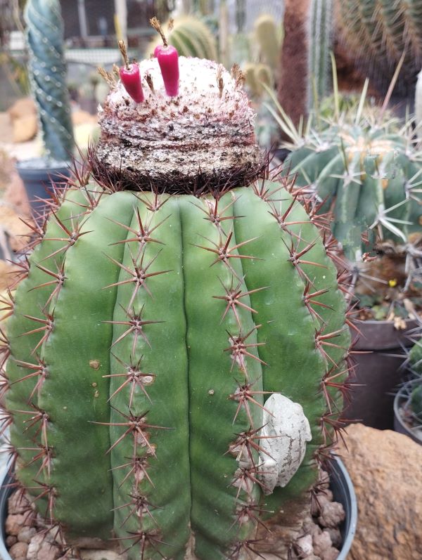 Siesta en Melocactus mazelianus