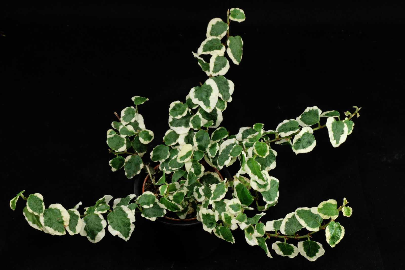 Ficus-pumila-Variegata.jpg