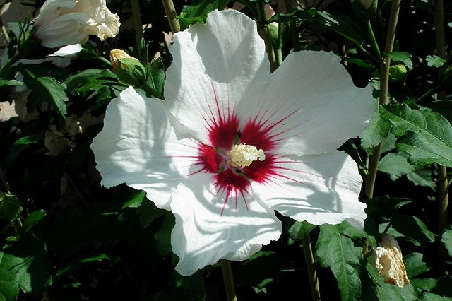 hibiscus-4704623_640.jpg