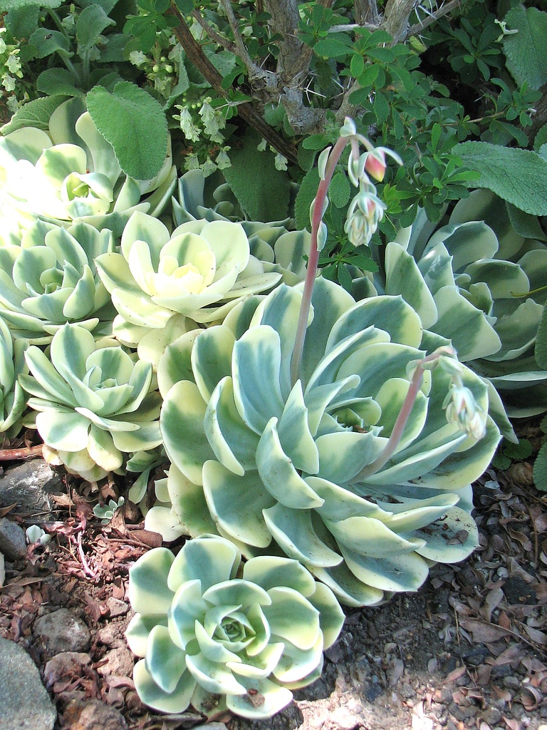Echeveria_secunda_gl_t15BOcaJpQUB.jpeg