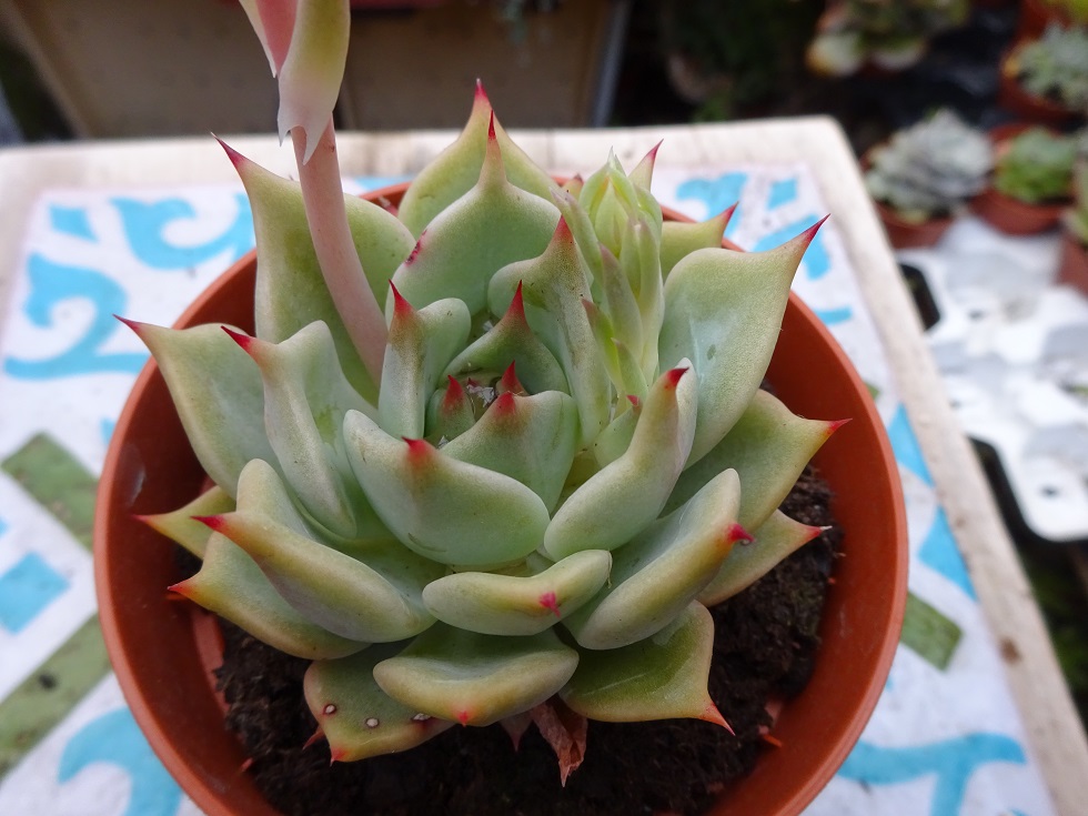 Echeveria 'Sarabony' x derenbergii.JPG