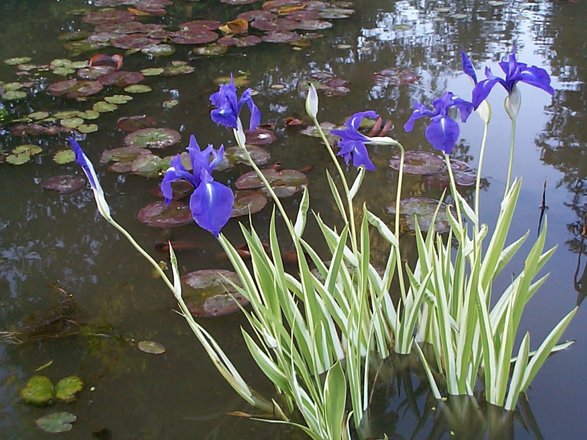 Iris_laevigata_variegata_iris_marginal_plant_Merebrook_Pondplants.jpg