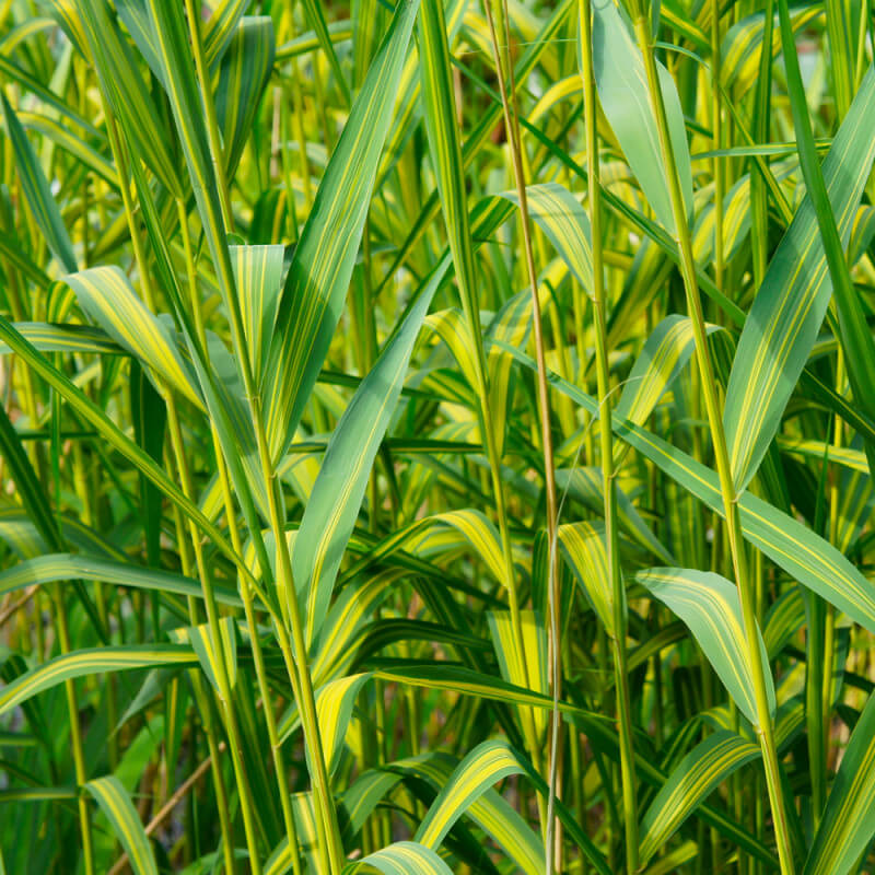 phragmites-australis-variegata-pot-de-9cm.jpg
