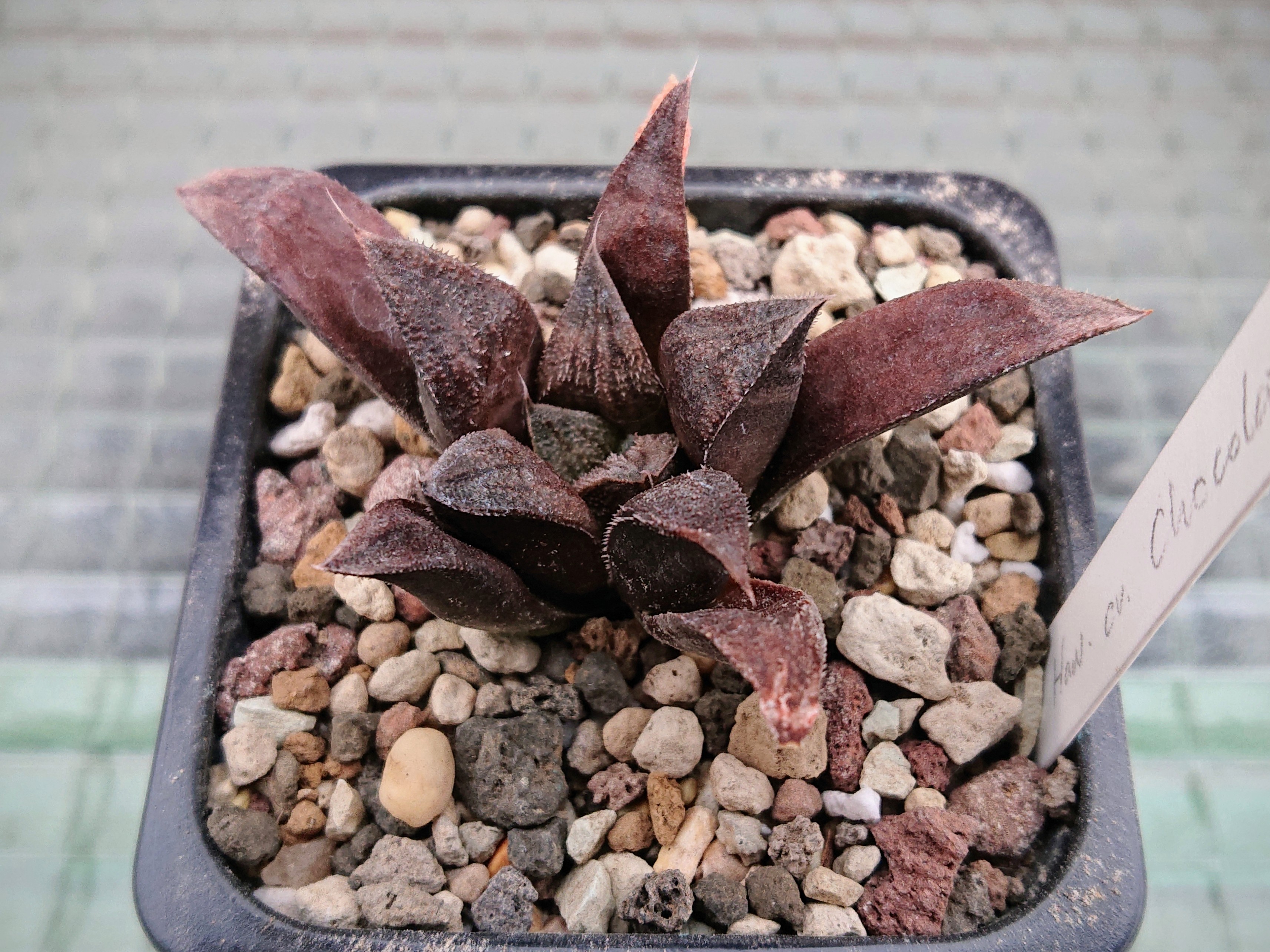 Haworthia cv. Chocolate