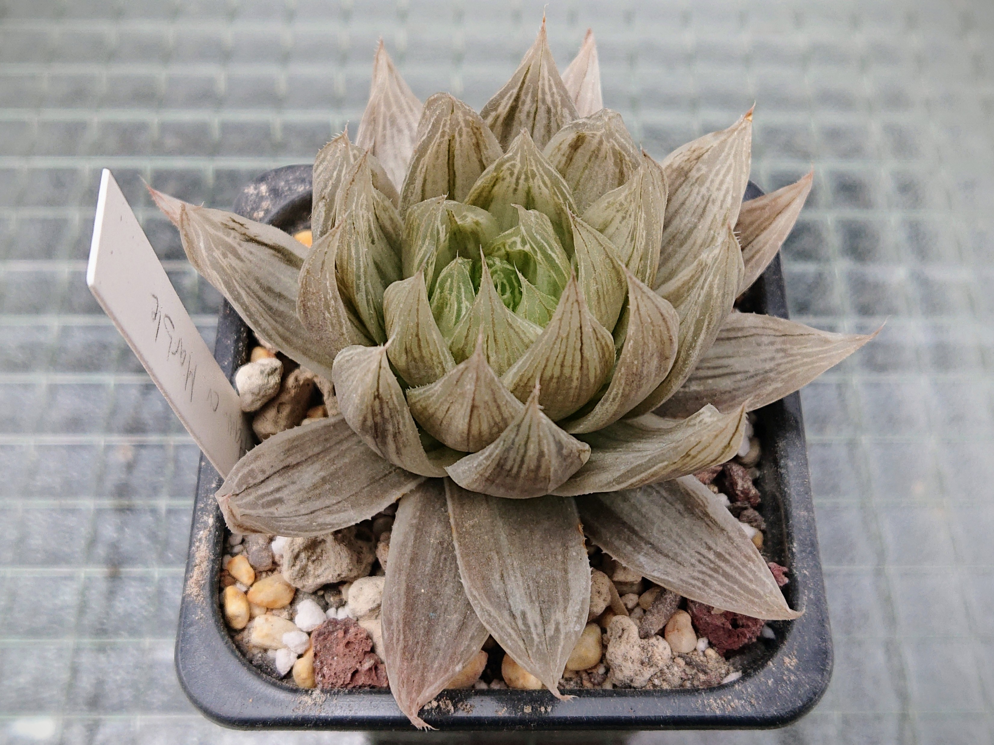 Haworthia cv. Marble
