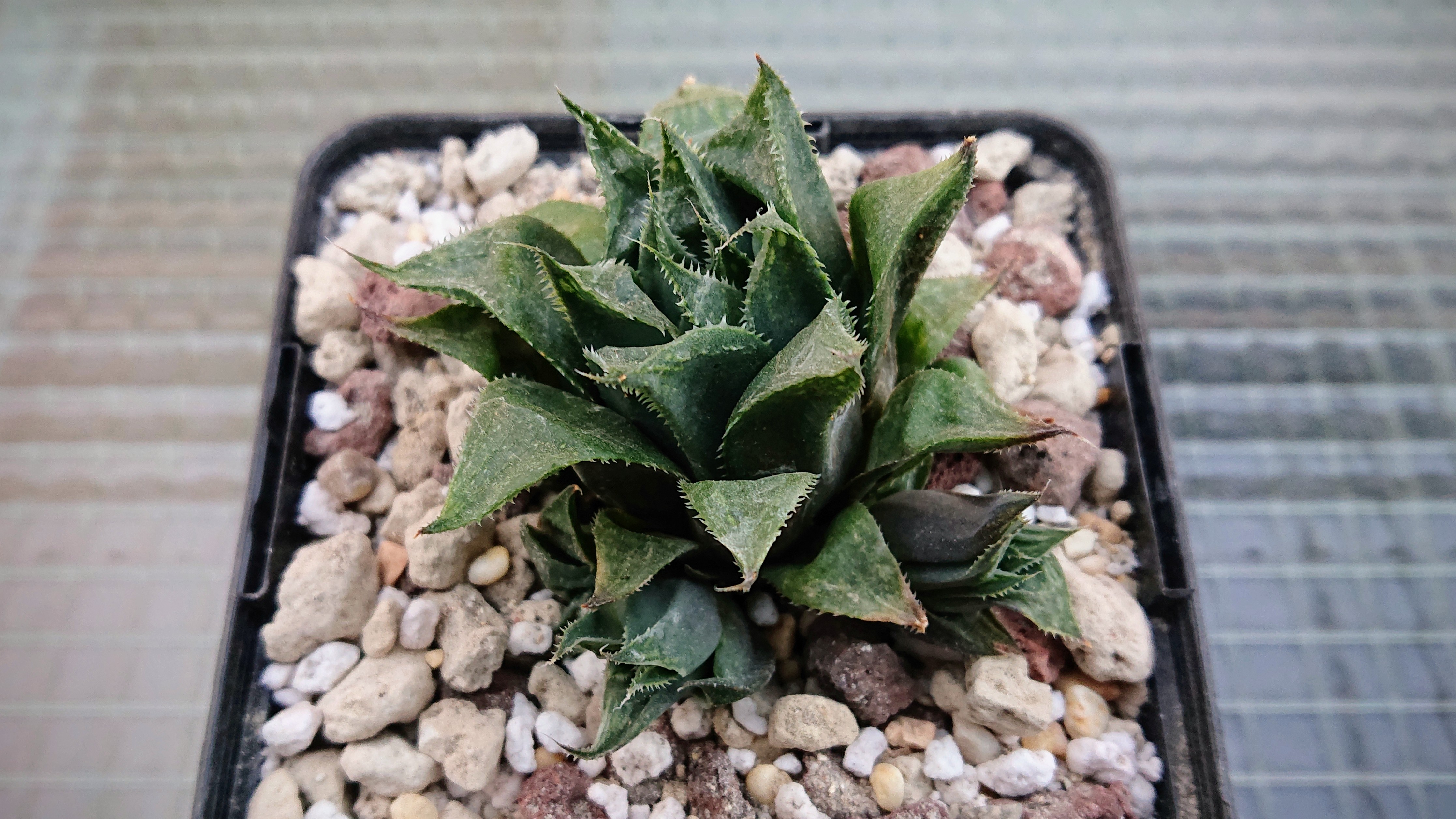 longibracteata