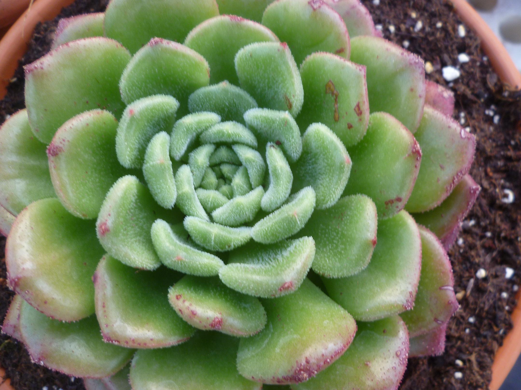 Echeveria Fantasia Carol.JPG