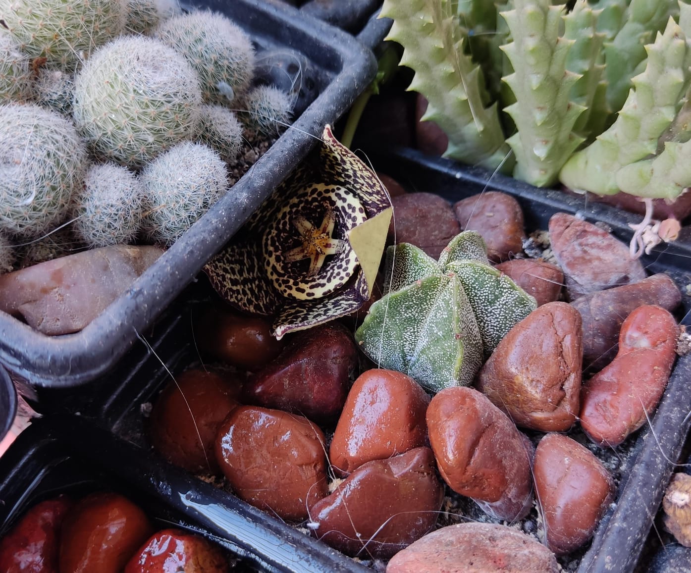 WhatsApp Image 2023-12-17 at 14.07.03.jpeg