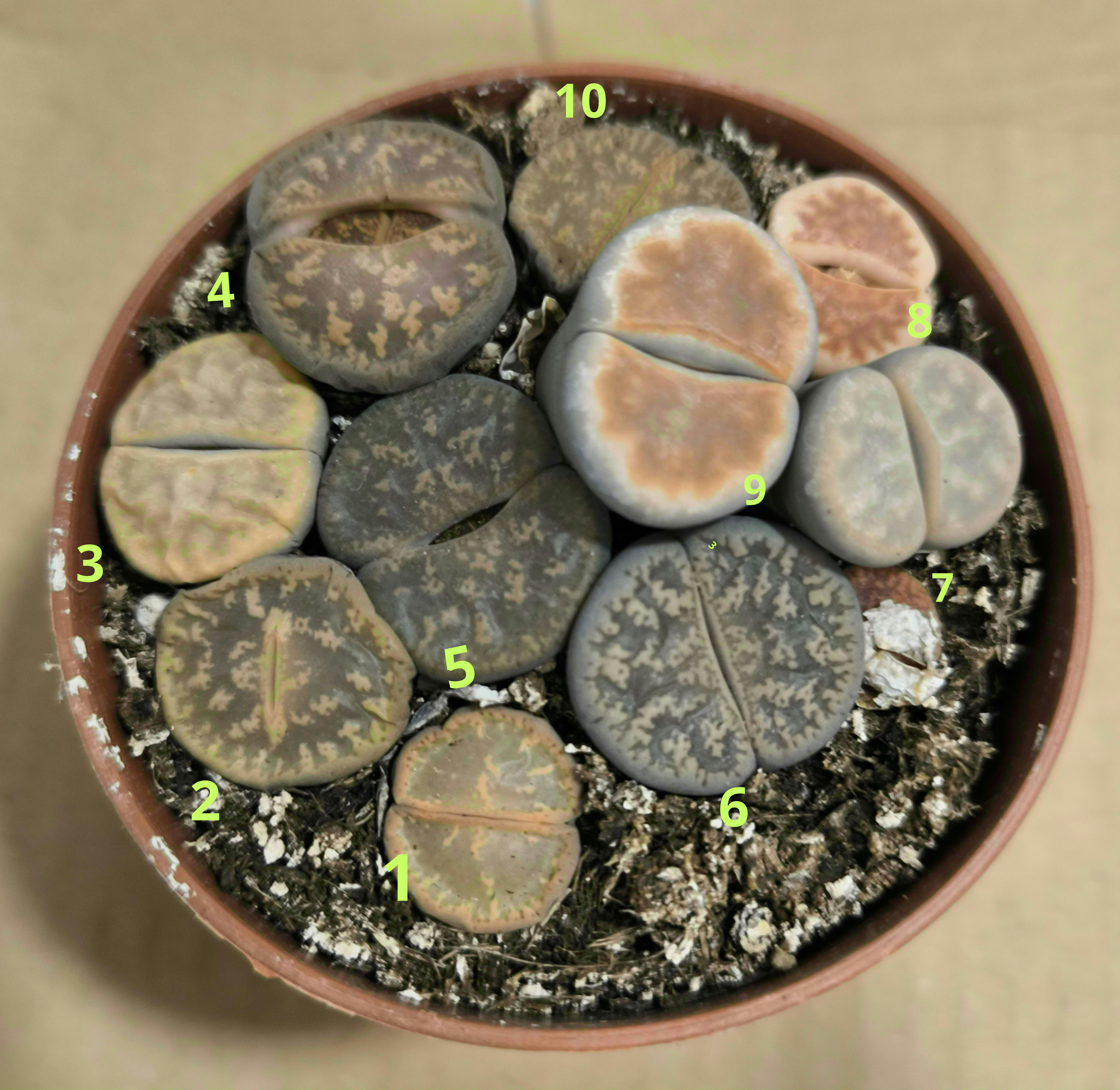 Lithops3.jpg