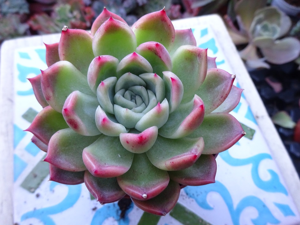 Echeveria x gilva 'Red'.JPG