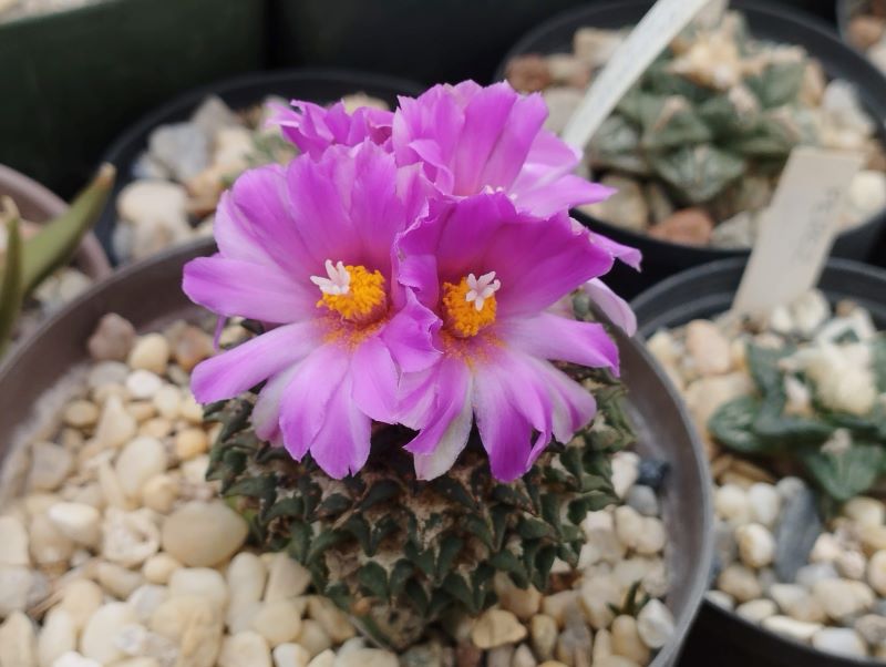 Ariocarpus kotschoubeyanus v albiflorus