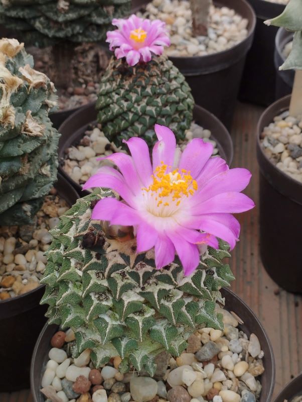 Ariocarpus kotschoubeyanus ssp elephantidens